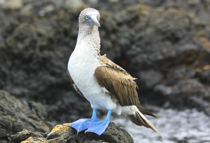 Blue-Footed Boobie, Galapagos.jpg