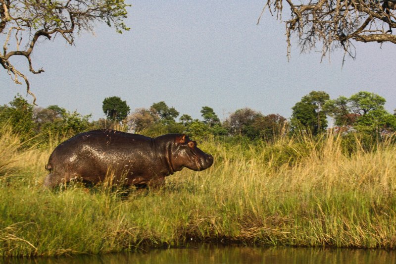 Happy Hippo, Africa.jpg