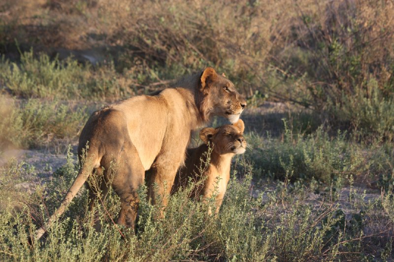 Lion and Cub, Africa.jpg