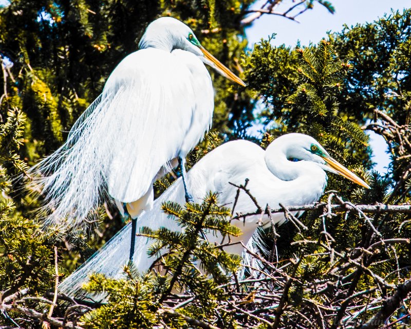 Nesting Egrets, PA.jpg