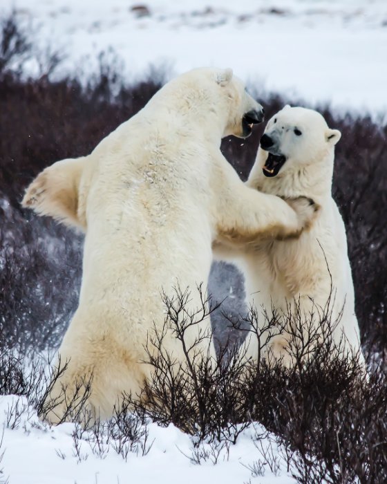 Polar Bears, Churchill.jpg