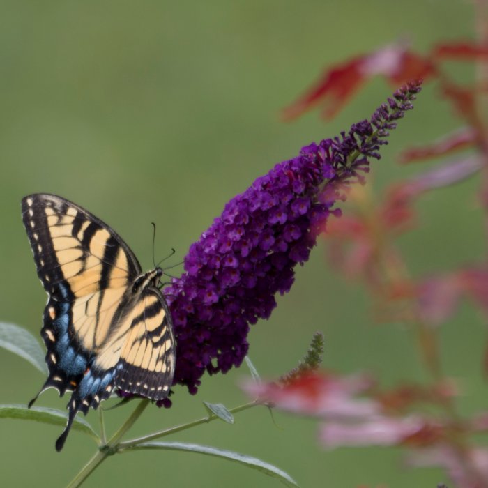 Butterfly on Butterfly Bush,  VA.jpg