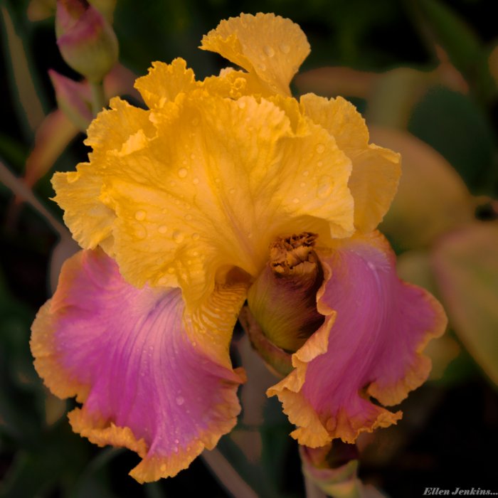 Iris 1 Carlisle garden.jpg