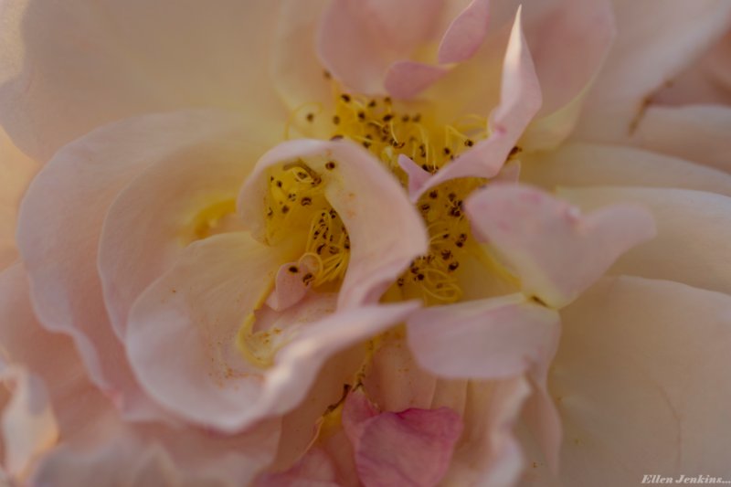 Peony Carlisle garden.jpg