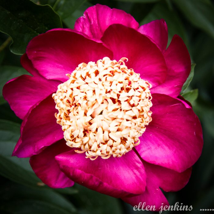 Peony, PA.jpg