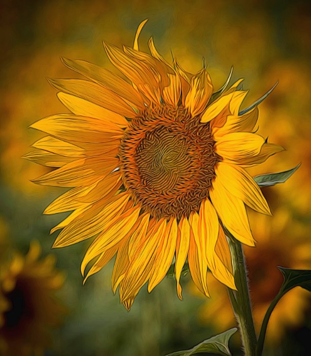 Van Gogh Sunflower, MD.jpg