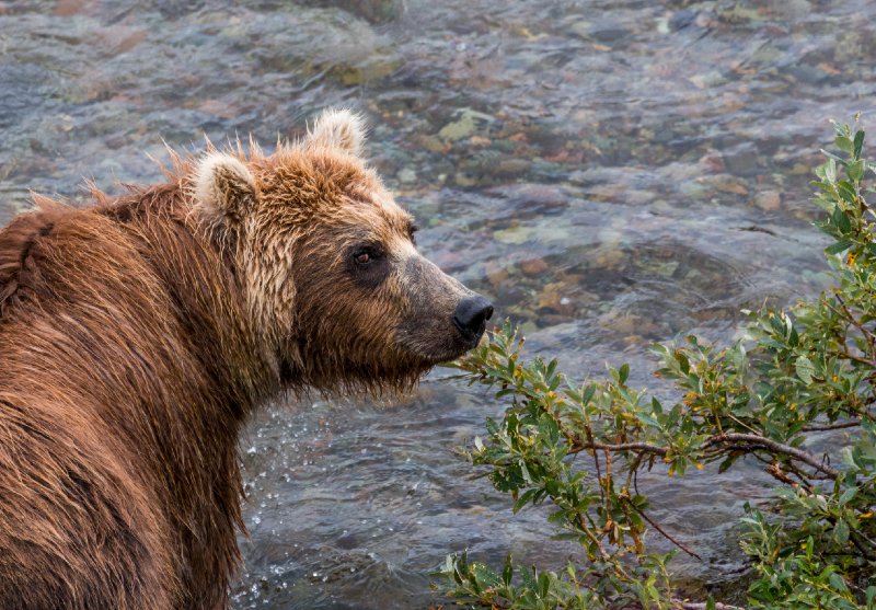 Brown Bear, Katmai.jpg