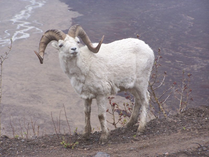 Dall Sheep, AK.jpg