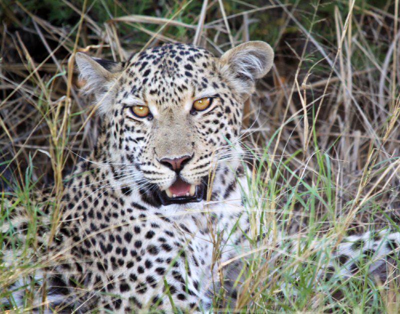 Leopard, Africa.tif