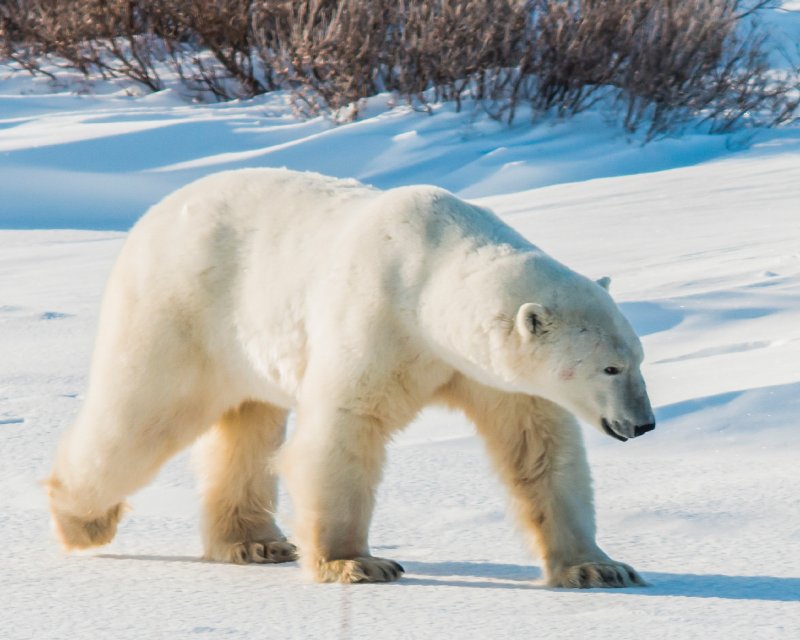 Polar Bear, Churchill.jpg