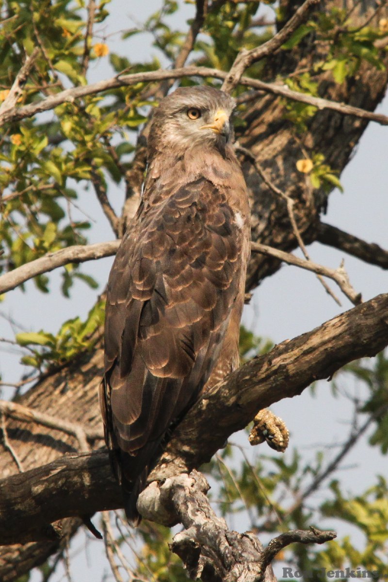 African Marsh Harrier -- Botswana.jpg