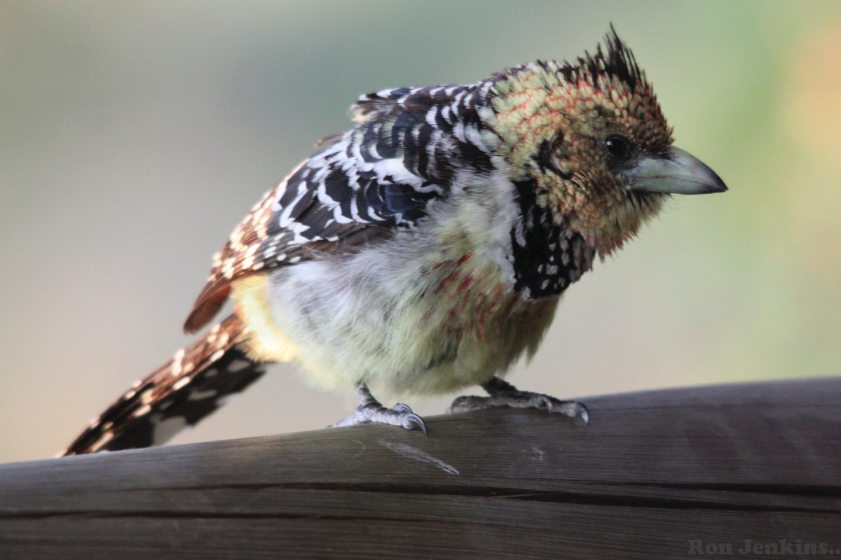 Crested Barbet -- Botswana.jpg