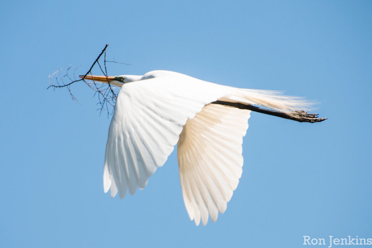 Egret in Flight, PA.jpg