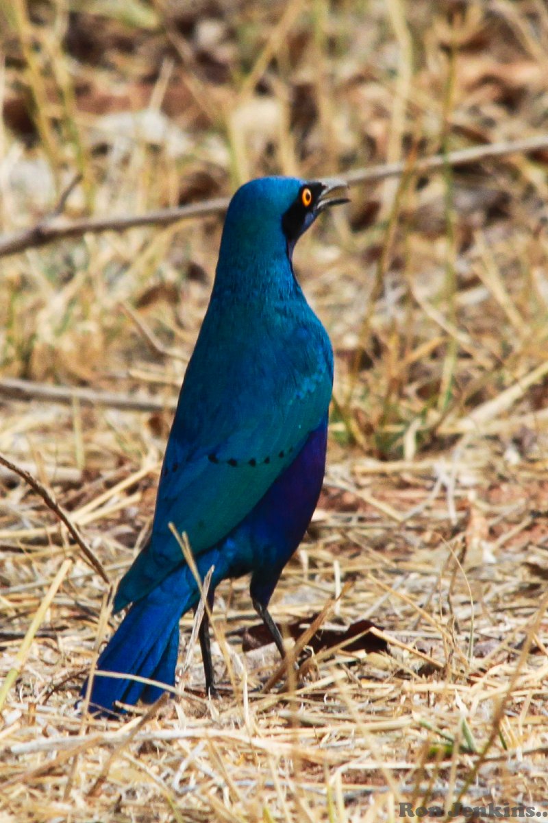 Great Blue-eared Glossy Starling -- Namibia.jpg