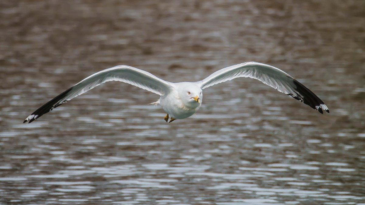 Gull in Flight, PA.jpg