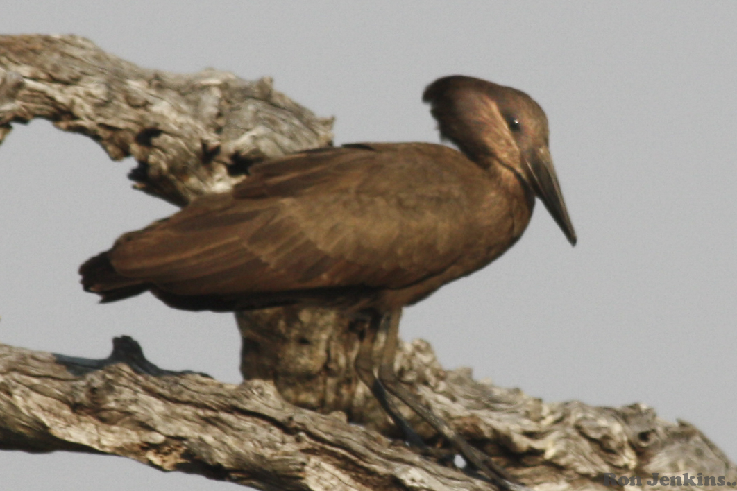 Hamerkop -- Botswana.jpg