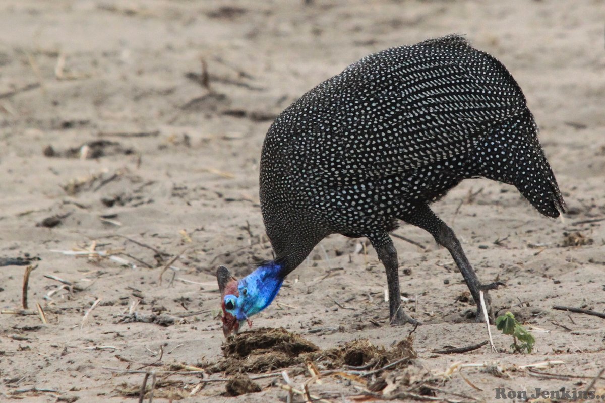 Helmeted Guineafowl -- Zimbabwe.jpg