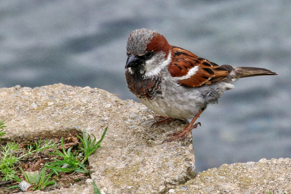 House Sparrow, PA.jpg