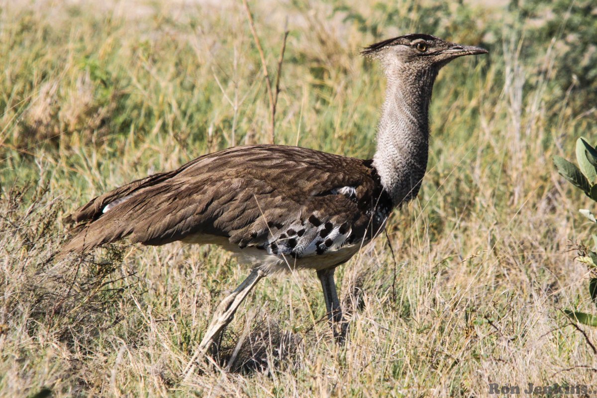 Kori Bustard -- Botswana.jpg