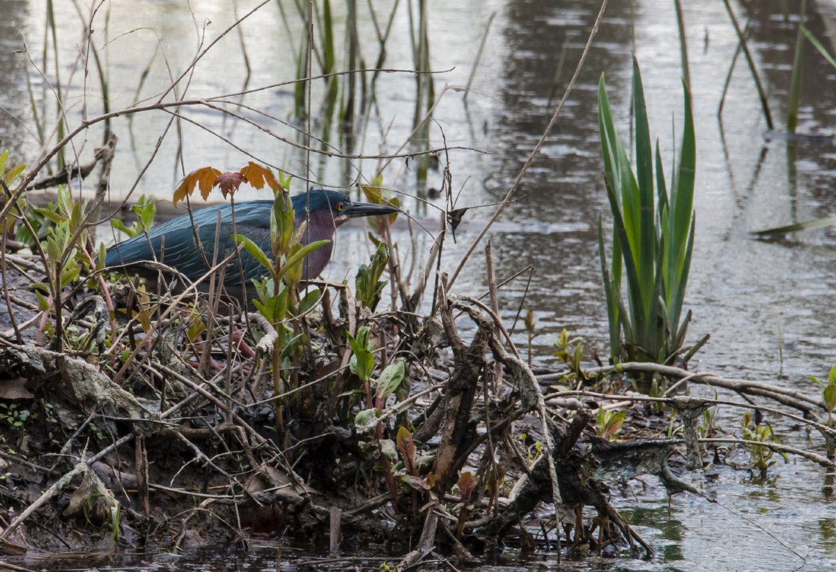 Little Green Heron, PA.jpg