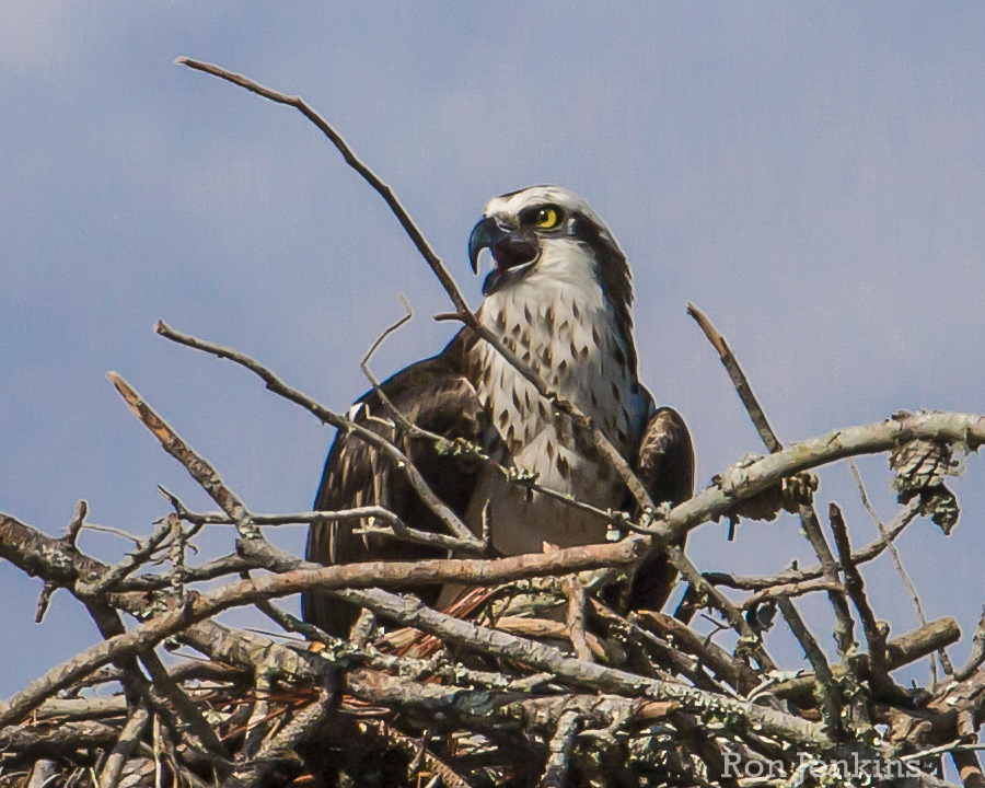 Osprey, FL.jpg