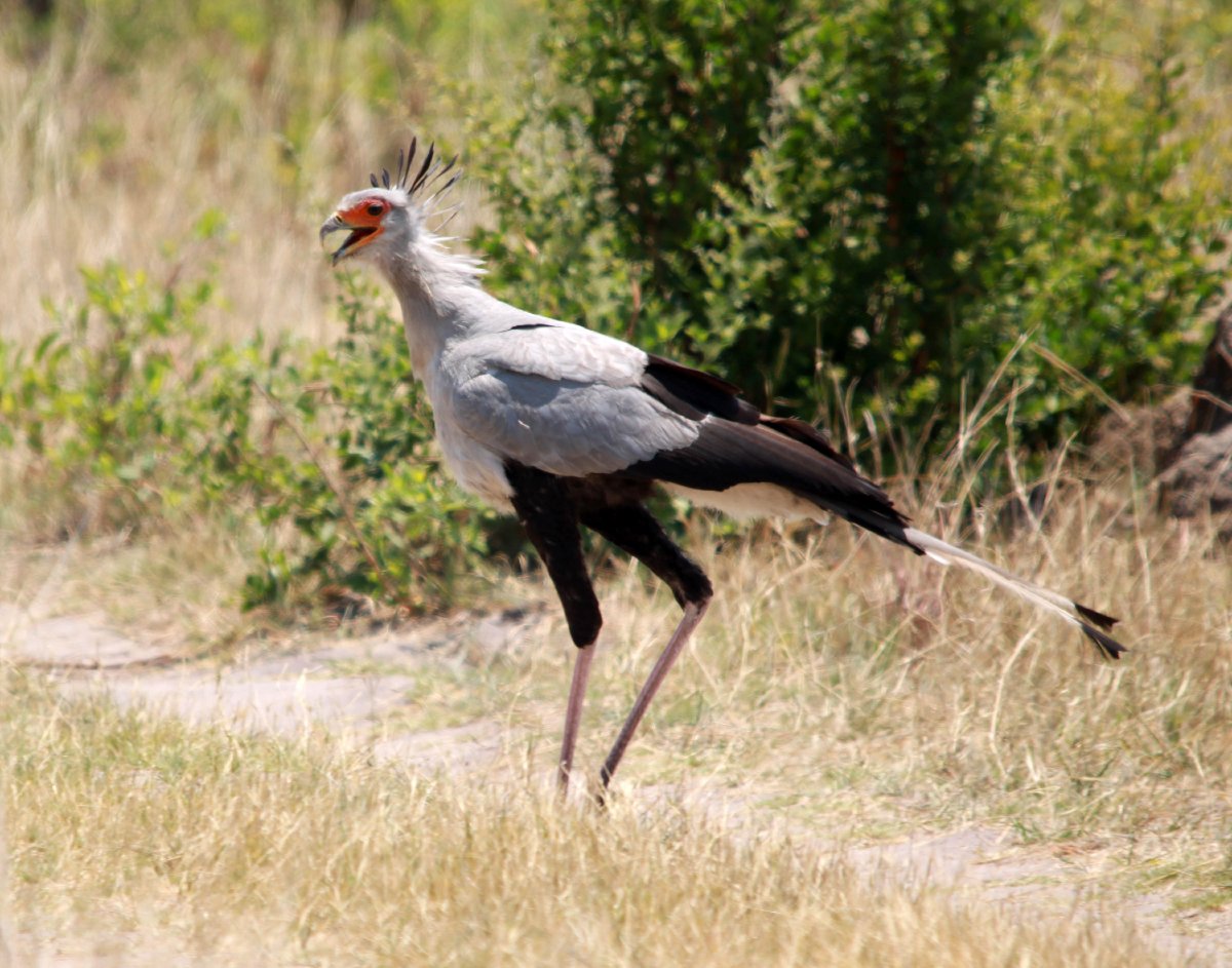 Secretary Bird, Africa.jpg