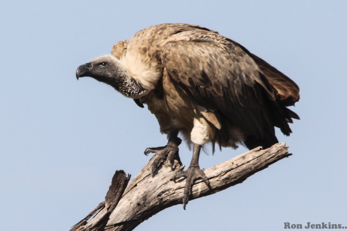 White-Backed Vulture -- Victoria Falls.jpg