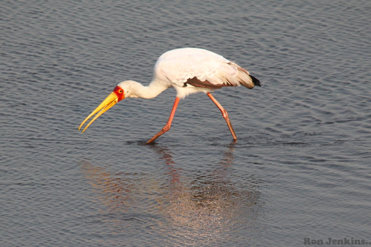 Yellow-Billed Stork -- Botswana.jpg