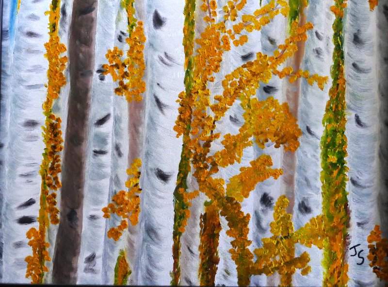 Colorado Aspens 12x12 Oil.JPG