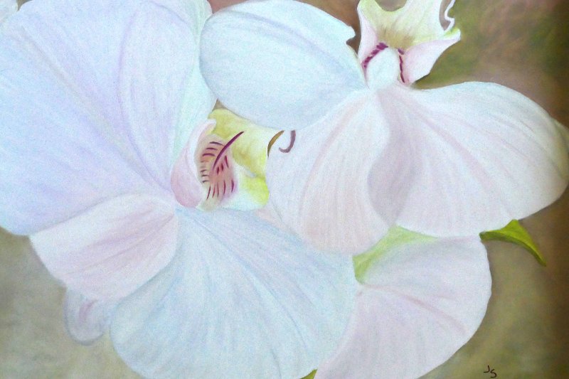 White Orchids 16x20 Oil.JPG