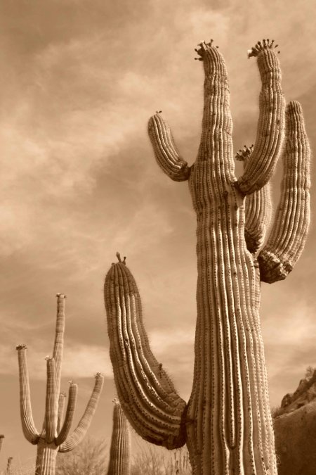 Saguaro National Monument, Arizona.JPG